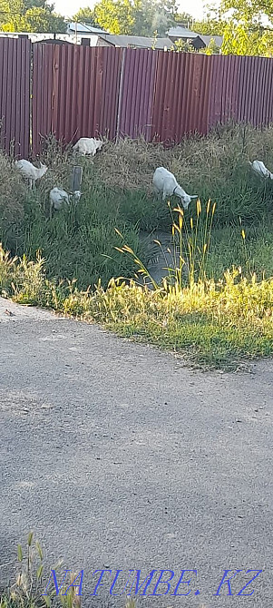 Ешки коза заненский таза сутти ешки лактар сатылады.шымкентте Нурмухамеда Есентаева - изображение 3
