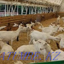 Goats Zaensky Chezhsky Alpine Nubian Turkestan - photo 3