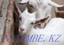 Goats Zaensky Chezhsky Alpine Nubian Turkestan - photo 1