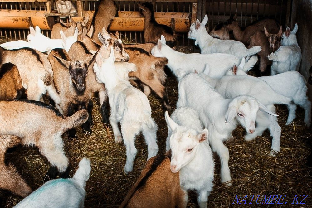 Goats Zaensky Chezhsky Alpine Nubian Turkestan - photo 2
