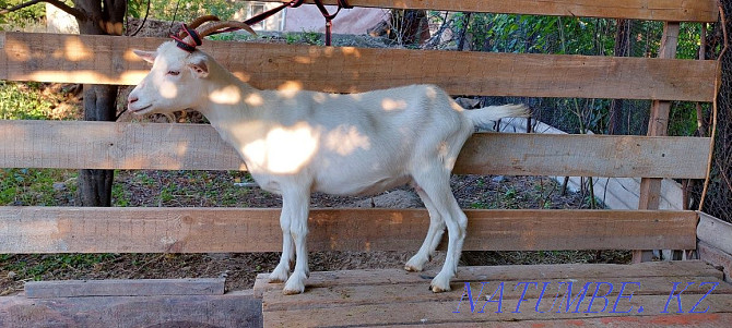 Goat Eshki, eshki Shibish Zaanen Shymkent - photo 1