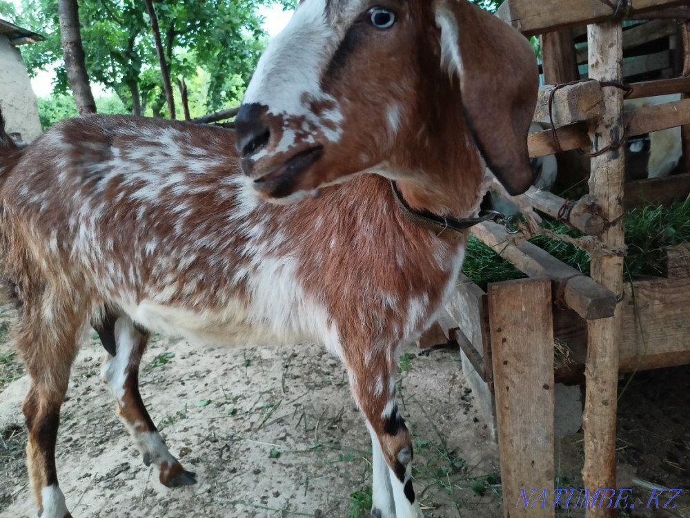 Жедел ешкі сатылады,  Алматы - изображение 2