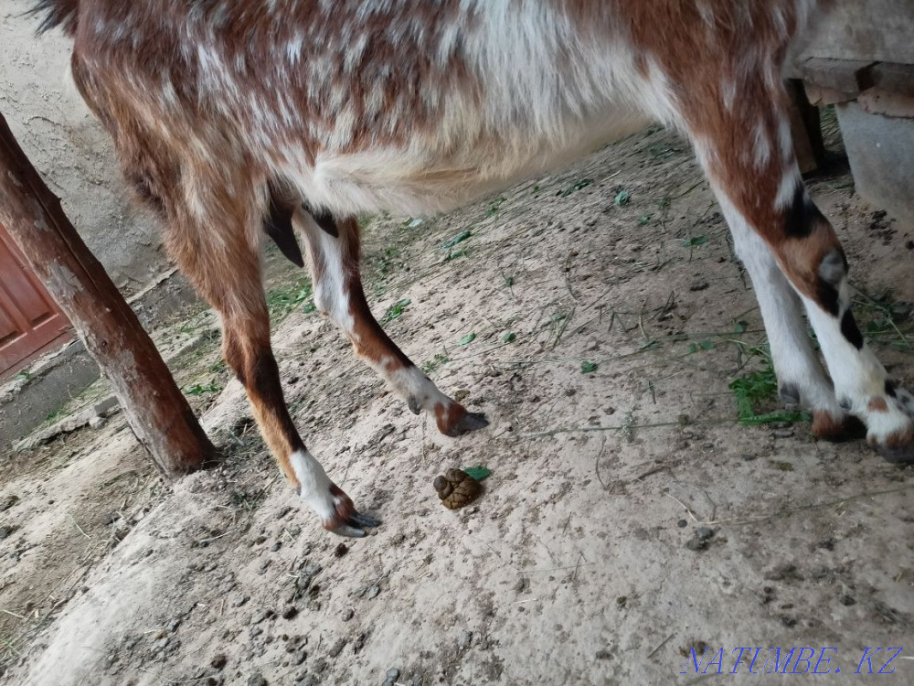 Жедел ешкі сатылады,  Алматы - изображение 3
