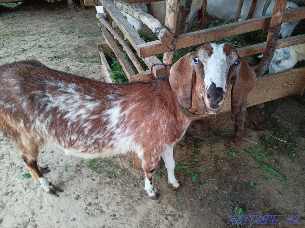 Жедел ешкі сатылады,  Алматы - изображение 1