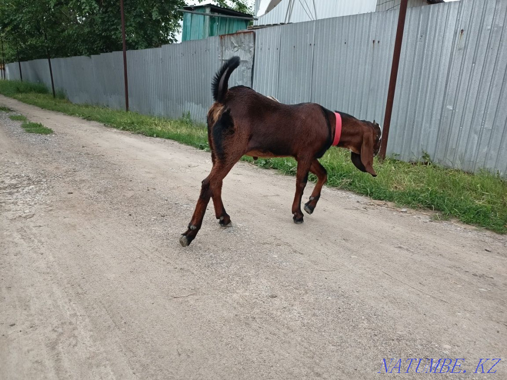 Жедел ешкі сатылады,  Алматы - изображение 4