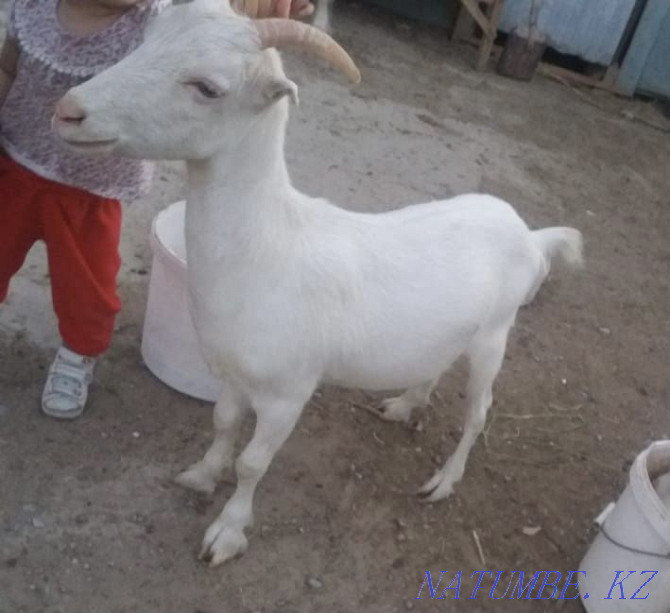 Ешкі коза Кызылорда - изображение 1