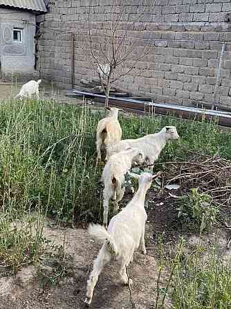 Продается коза и 3 козлят Shymkent