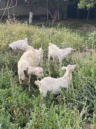 Продается коза и 3 козлят Шымкент