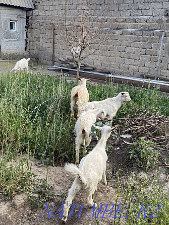 Продается коза и 3 козлят Шымкент - изображение 2