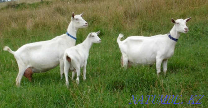 Goat Milk Delivery Aqtobe - photo 2