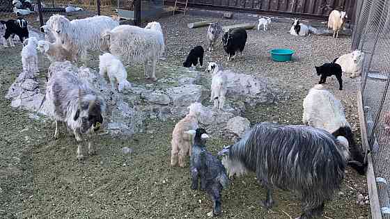 Продам коз в районе цкз Kyzylorda