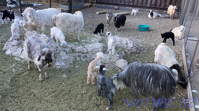 I will sell goats in the area of the Central Concert Hall Kyzylorda - photo 1