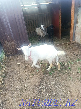 I will sell goats zaanenskie Нурмухамеда Есентаева - photo 1