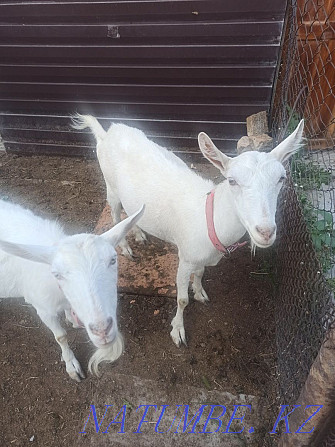 I will sell goats zaanenskie Нурмухамеда Есентаева - photo 2