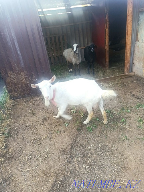 Продам коз зааненские Нурмухамеда Есентаева - изображение 1