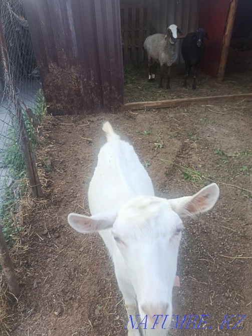 Продам коз зааненские Нурмухамеда Есентаева - изображение 4