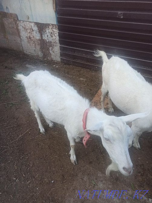 Продам коз зааненские Нурмухамеда Есентаева - изображение 3