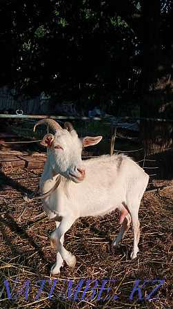 Eshky Goat Shymkent - photo 3