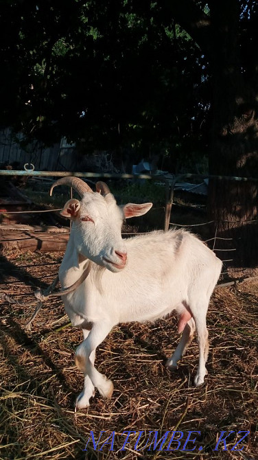 Ешкы Коза Шымкент - изображение 3