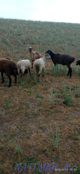 Еркек козы сатылады Узынагаш - изображение 4