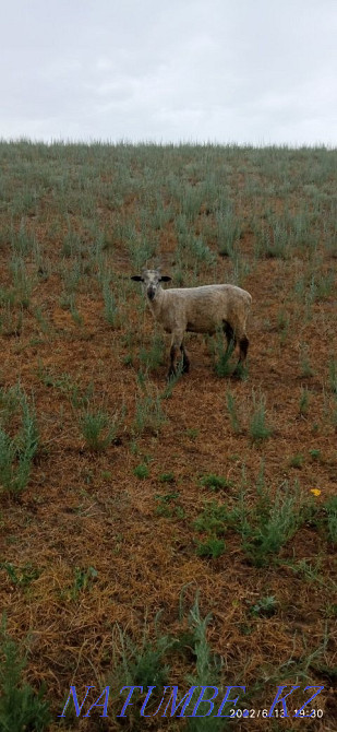 Еркек козы сатылады Узынагаш - изображение 1