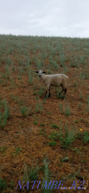 Еркек козы сатылады Узынагаш - изображение 2