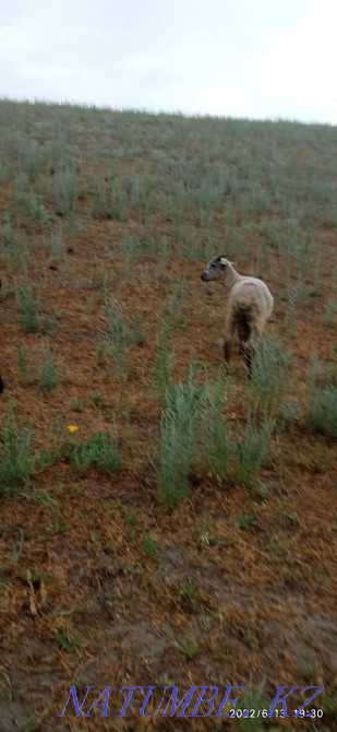 Еркек козы сатылады Узынагаш - изображение 3