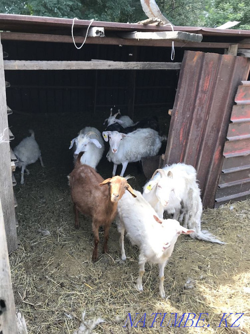 Козы белые, разного возраста  - изображение 2