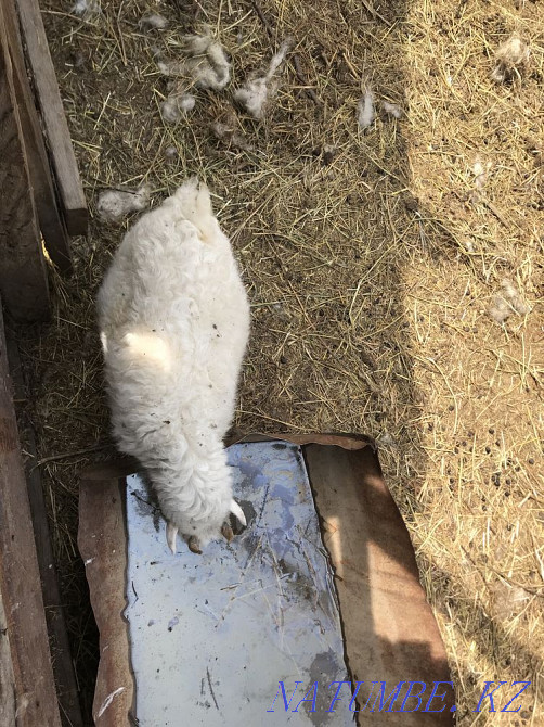 Козы белые, разного возраста  - изображение 3