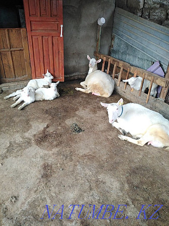 Goat and kids for sale Taraz - photo 1