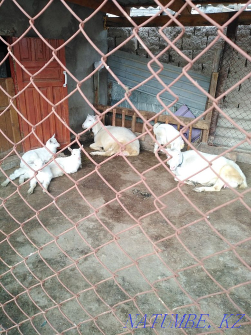 Продается Коза и козлята Тараз - изображение 2