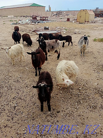 Козы, козлы и бараны Актау - изображение 1