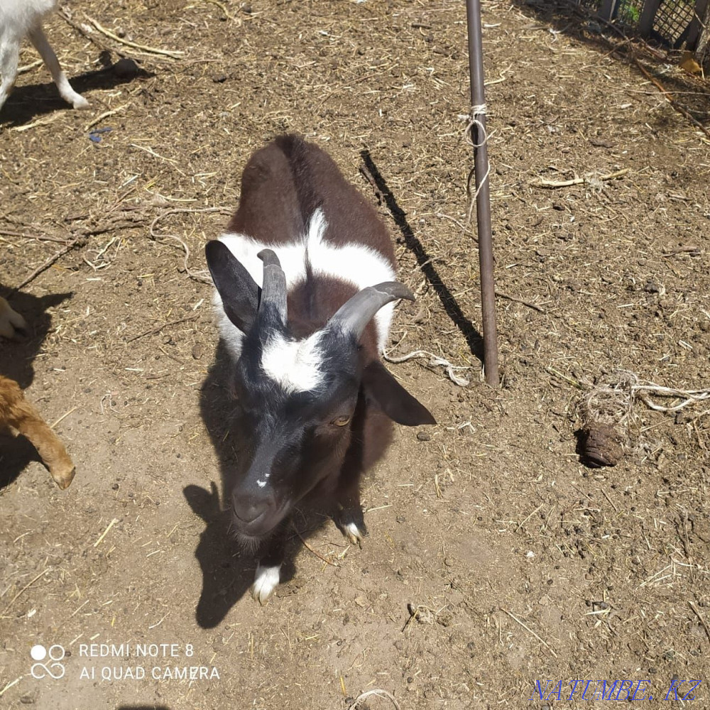 Sell goat and goat Байдибек би - photo 4
