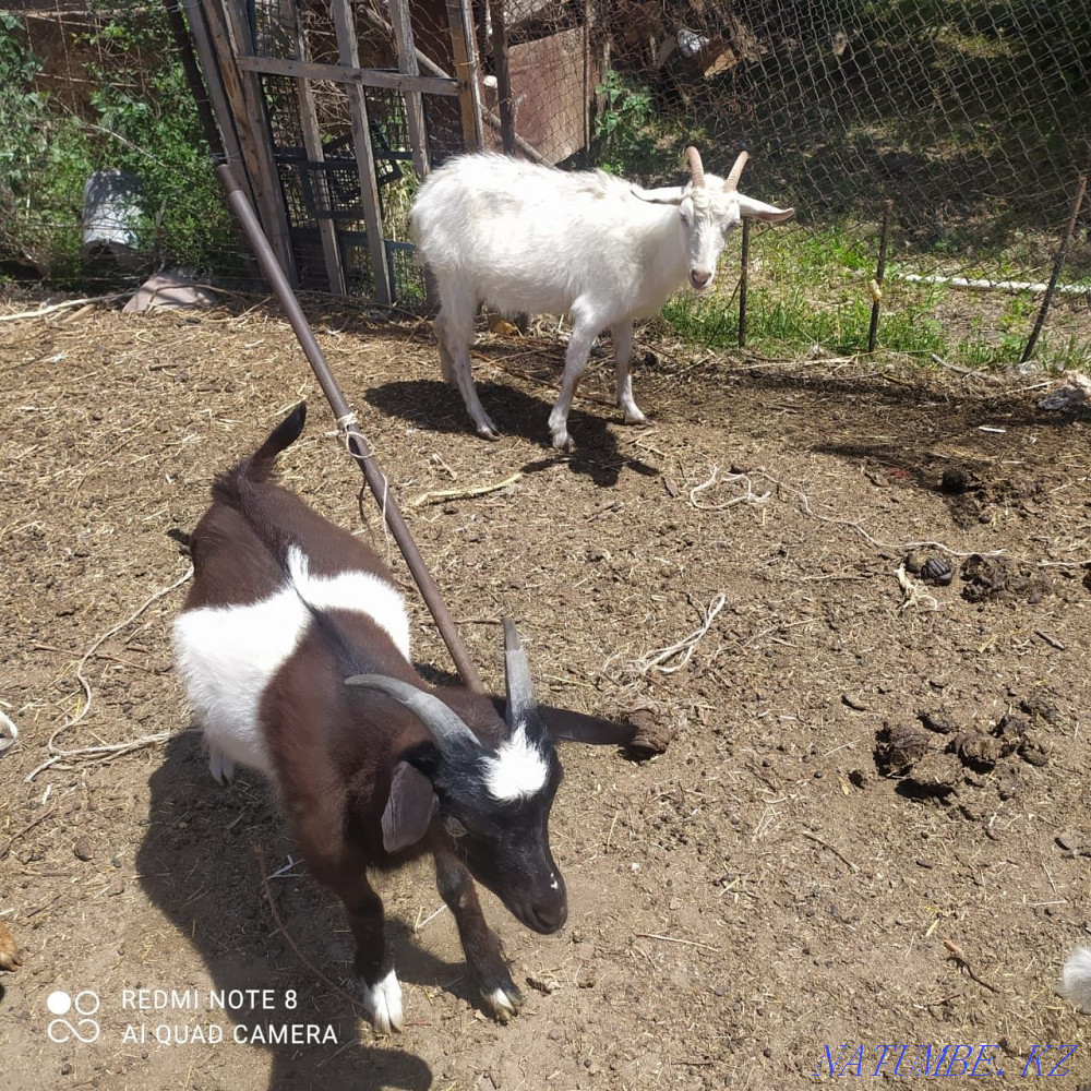 Sell goat and goat Байдибек би - photo 2