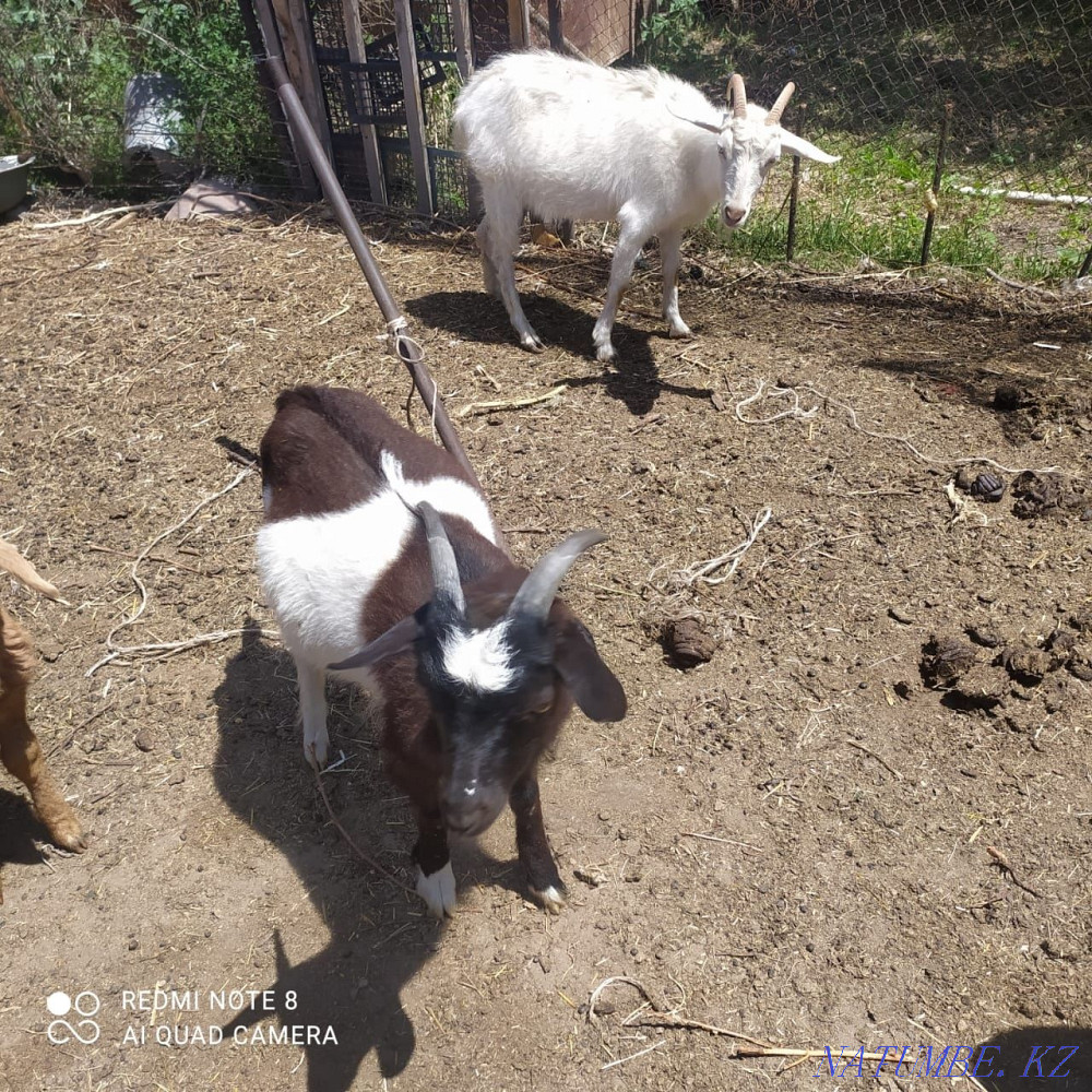 Sell goat and goat Байдибек би - photo 1