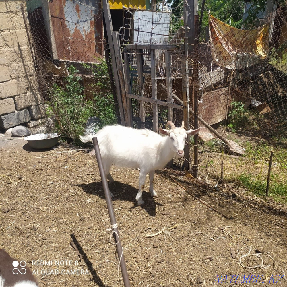 Sell goat and goat Байдибек би - photo 3