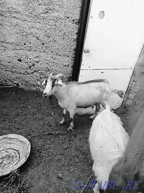 Продаются козы не дорого оптом Шашубай - изображение 1