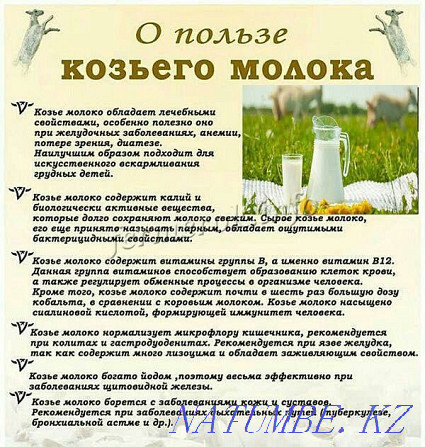 Sell goat milk Ust-Kamenogorsk - photo 4