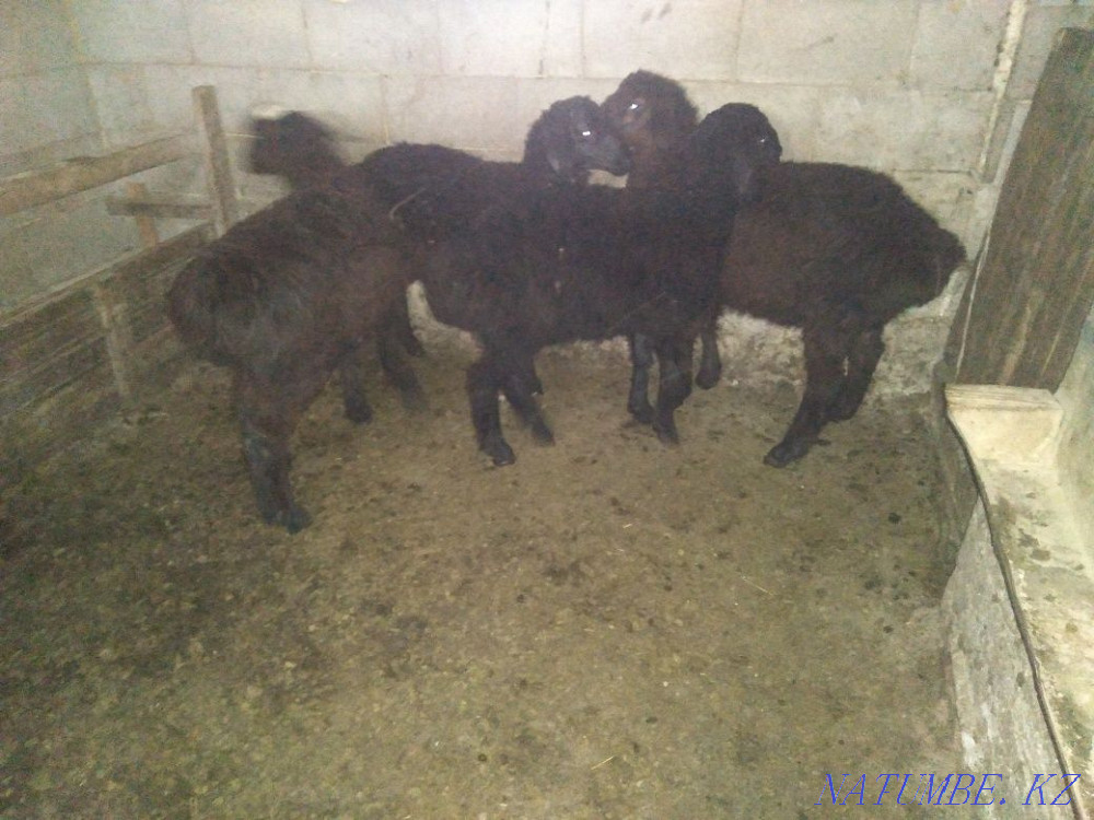 Goats 4 bass satylada 140myn Казцик - photo 1