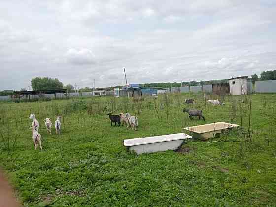 Продам годовалых коз по 20 тыс.на выбор все справные. 