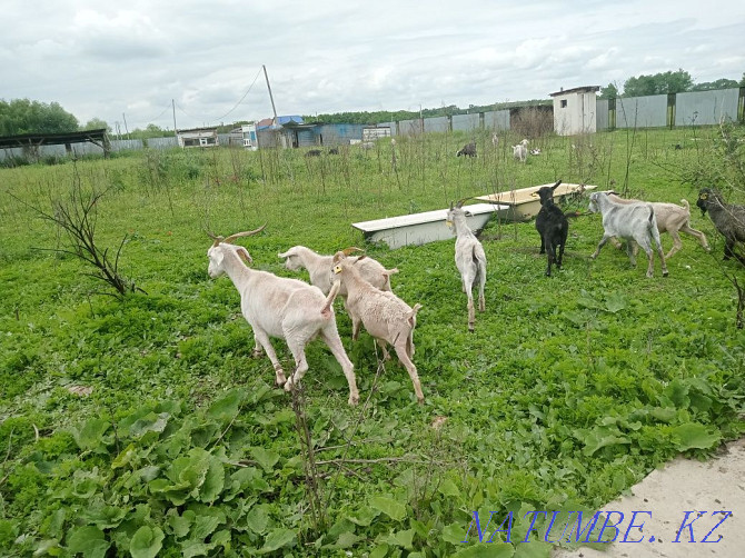Продам годовалых коз по 20 тыс.на выбор все справные.  - изображение 1