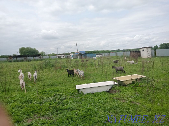 Продам годовалых коз по 20 тыс.на выбор все справные.  - изображение 2