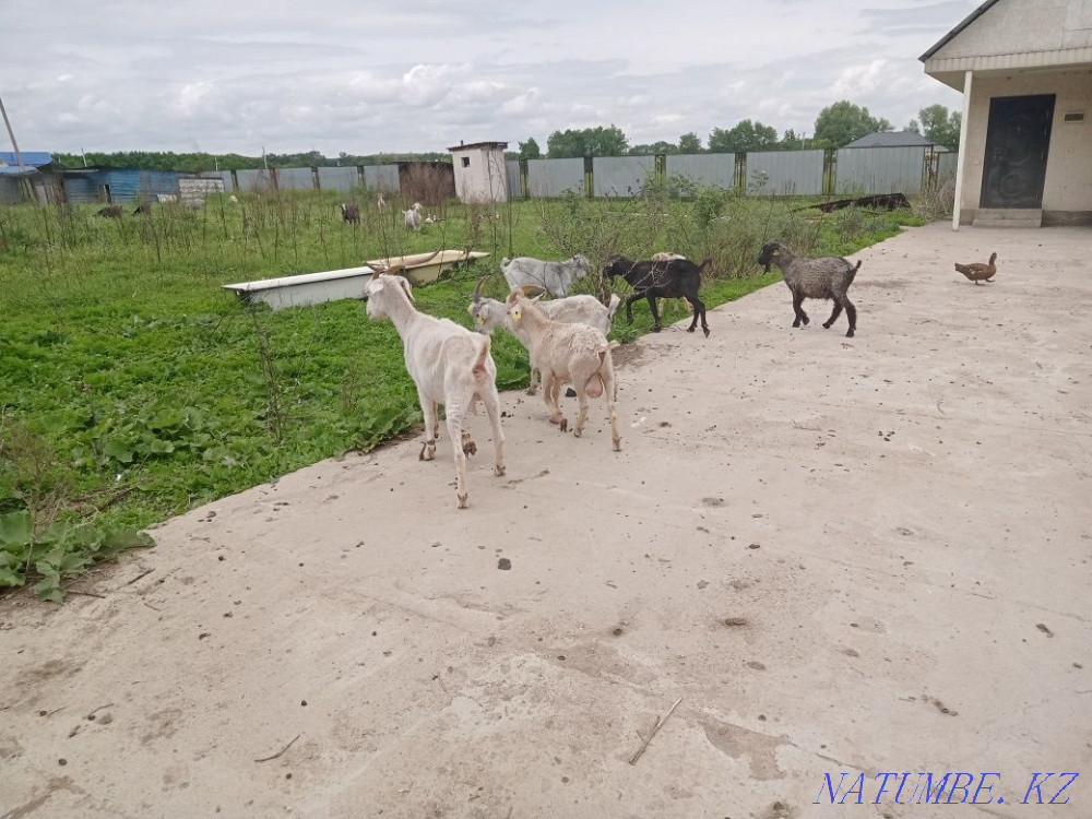 Selling one-year-old goats for 20 thousand to choose from, all right.  - photo 4