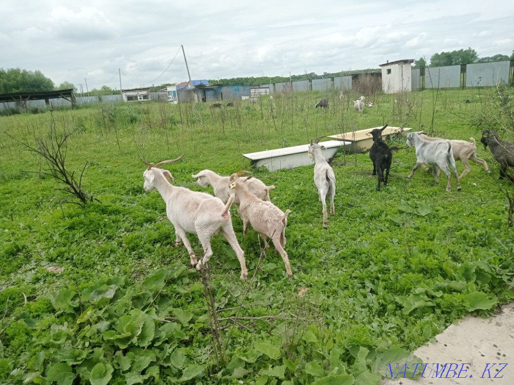 Selling one-year-old goats for 20 thousand to choose from, all right.  - photo 1