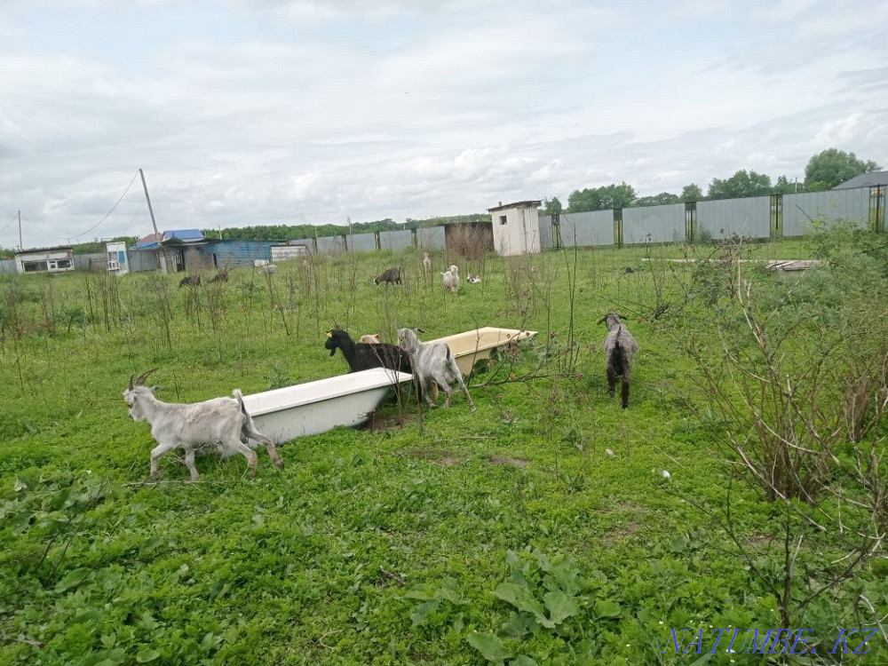 Selling one-year-old goats for 20 thousand to choose from, all right.  - photo 3