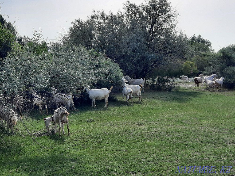 Saanen goats for sale Taraz - photo 4