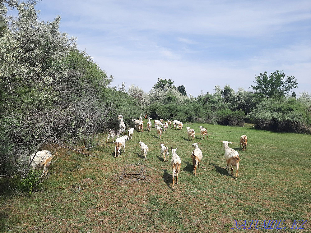 Saanen goats for sale Taraz - photo 3