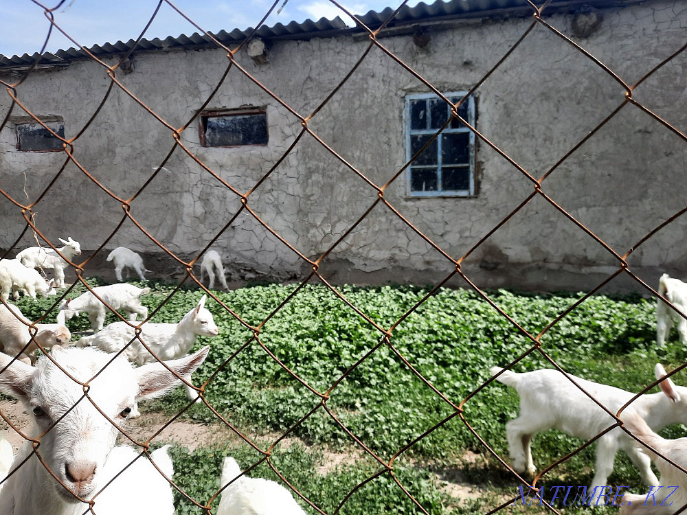 Saanen goats for sale Taraz - photo 2
