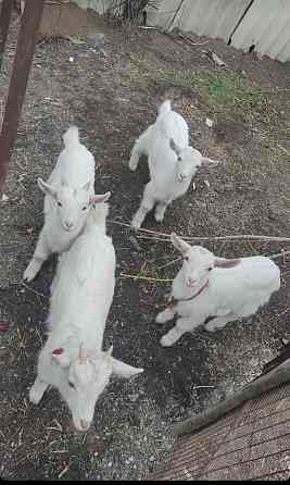Продается дойные 2 козы, с козлятами Солнечное