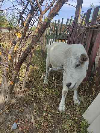 Продается дойные 2 козы, с козлятами Солнечное